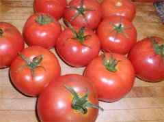 Vine ripened tomatoes