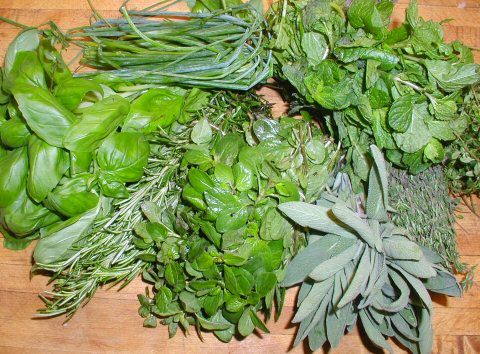 Herbs for our Roman dinner