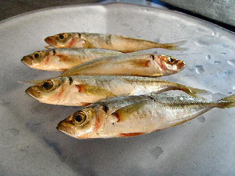 Fresh Mackerel