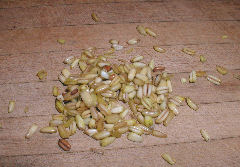 Wheat grains for zambito