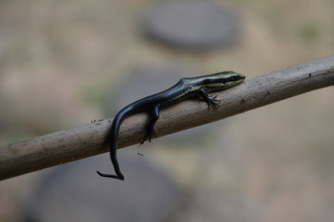 Allpahuayo Mishana Reserva Nacional