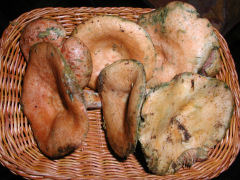 Pine Mushrooms