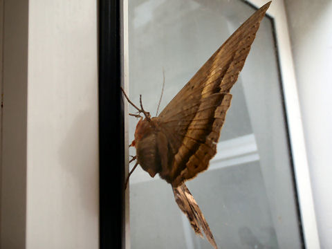 Black Witch Moth - I think
