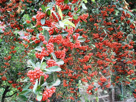 Berries in Acassuso