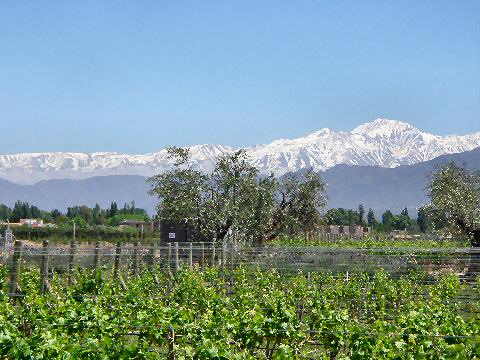 Alta Vista vineyard in the foothills