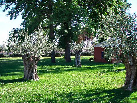Alta Vista winery olive trees