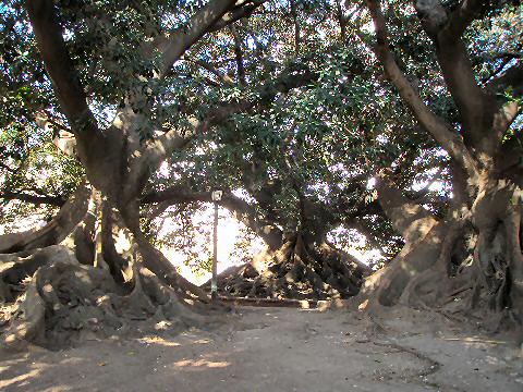 Gnarled rubber trees in plaza san martin de tours