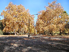 Azul - municipal park