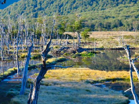 One of many beaver dams along rural Route J