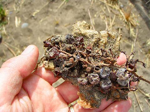 Semillon grapes with noble rot