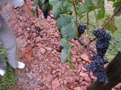 Bodegas Bouza - heaped granite beneath the vines
