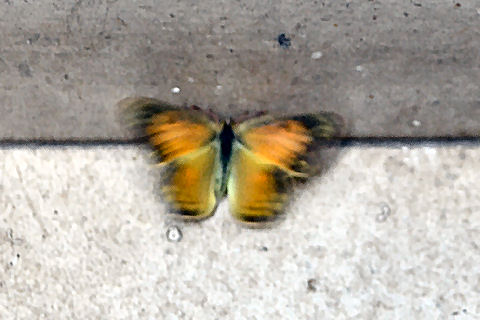 Butterfly