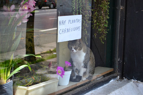 Cat versus Carnivorous Plant