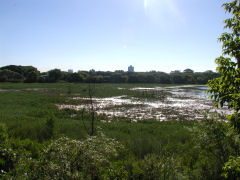 Reserva Ecologica - view over the swamp