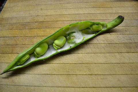 Preparing Fava Beans