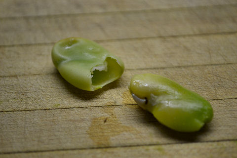 Preparing Fava Beans