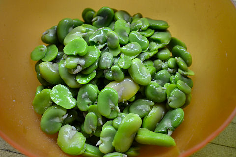 Preparing Fava Beans