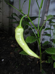 Our garden yields our first pepper
