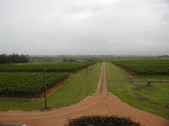 Juanico - Cru Garage vineyard