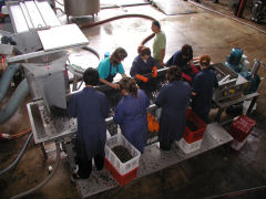 Juanico - a team of seven folk sorting the grapes by hand