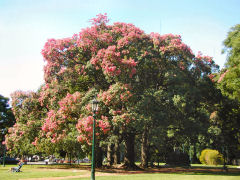 Av. Libertador - flowering tree