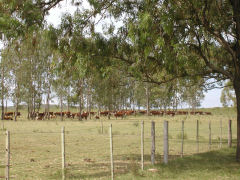 Los Cerros de San Juan - cattle for eating