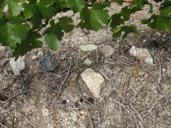 Los Cerros de San Juan - scattered quartz beneath the vines
