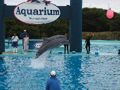 Mar del Plata aquarium - dolphin show