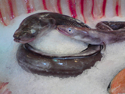 Congrio - Conger Eel