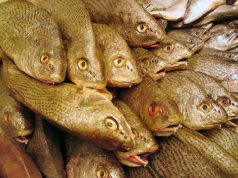 Pargo - Argentine Croaker