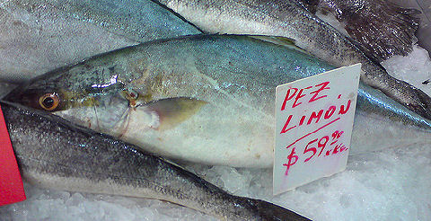 Pez Limon - Yellowtail Amberjack