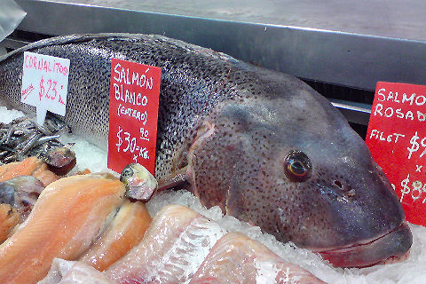 Salmón blanco