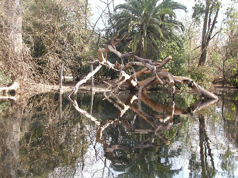 Dead Tree on Pond in Palermo Woods