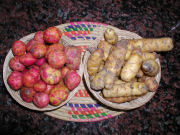 Papas Andinas - Andean Potatoes