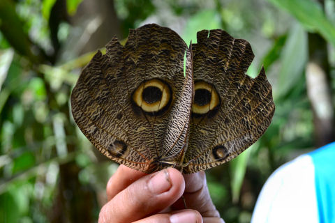 Pilpintuwasi Butterfly Farm