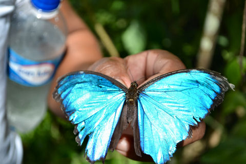 Pilpintuwasi Butterfly Farm