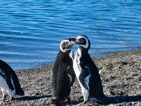 Penguins!