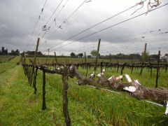 Pizzorno - fine wine Tannat vineyard