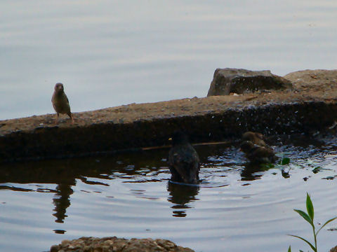 Bird bath