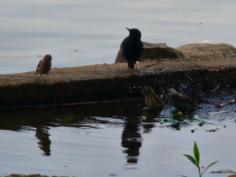 Bird bath