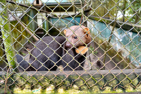 Quistococha Zoo