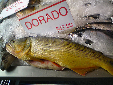 Dorado