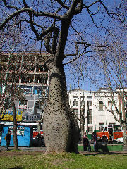 San Martin - strange trees in the central plaza