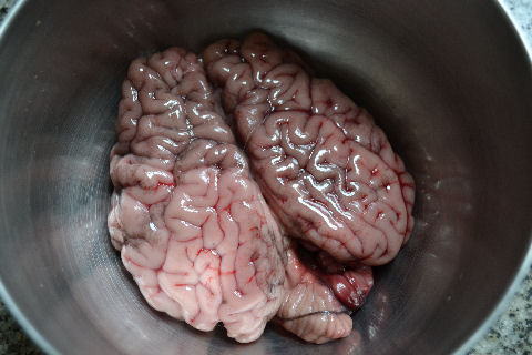 How big is a cow's brain?