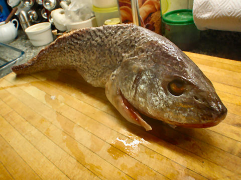 Corvinan - a local type of sea bass