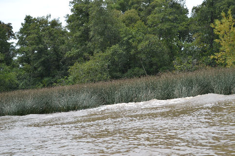 Tigre - water taxi ride