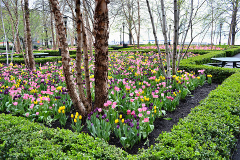 Tulips at the World Financial Center