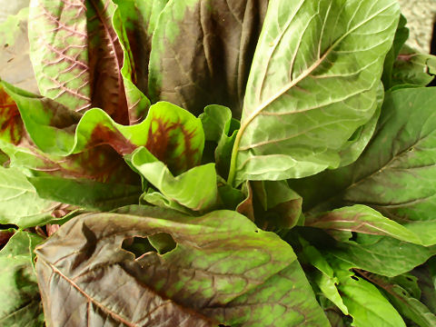 Amaranth Greens