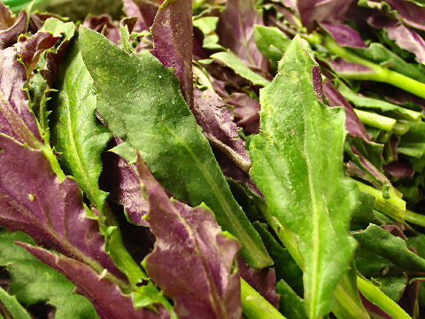 Purple and green mustard leaves