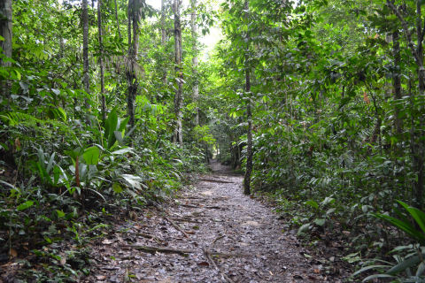 Allpahuayo Mishana Reserva Nacional